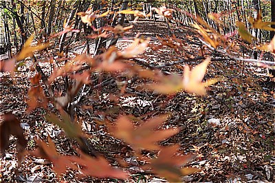 魚の眼で眺めたNAPiの紅葉・落葉の布団・手抜きディナーはおでんグラタンスープ ～もみぢの絨毯・微睡の森NAPi[3]～