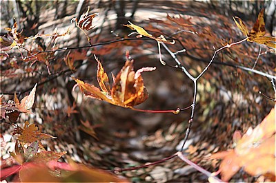 魚の眼で眺めたNAPiの紅葉・落葉の布団・手抜きディナーはおでんグラタンスープ ～もみぢの絨毯・微睡の森NAPi[3]～