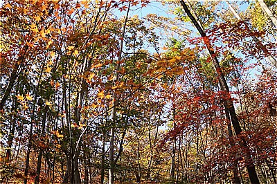 魚の眼で眺めたNAPiの紅葉・落葉の布団・手抜きディナーはおでんグラタンスープ ～もみぢの絨毯・微睡の森NAPi[3]～