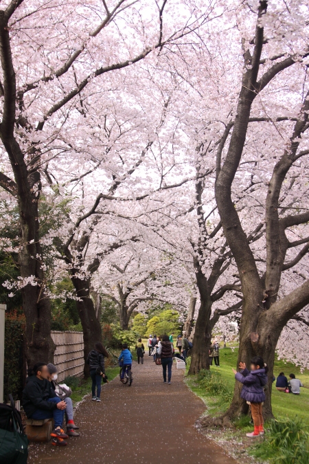 お花見