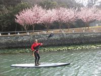 蜂須賀桜満開！！