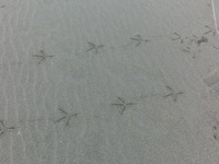 吉野川清掃作業