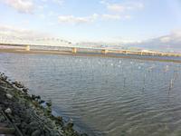 12月の吉野川は冷たいです・・・