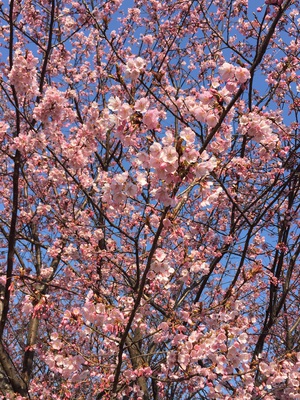 蜂須賀桜が見頃です！