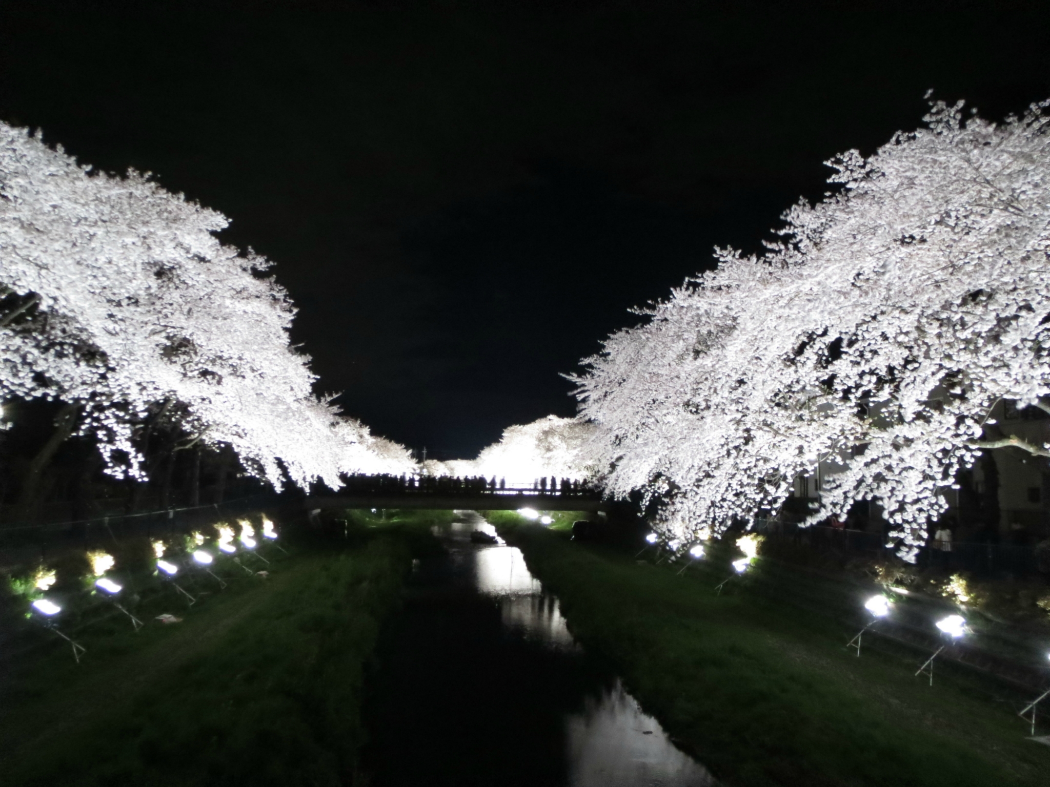 野川の夜桜