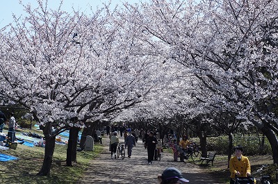 シーバス釣行記 旧江戸川 ９ed 葛西臨海公園でのお花見