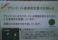 バスの人口産卵床 2011/05/10 16:08:33