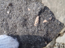 古代の魚掘り