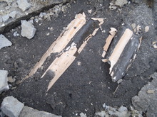 古代の魚掘り