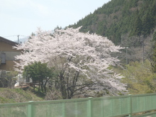 さよなら ホタルイカ。
