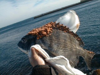 極 釣り道楽 過去レポ 03 12 29 月 千葉県犬ヶ岬釣行