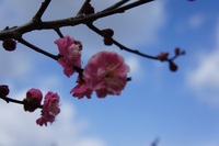 梅は咲いたが桜はまだか 2013/02/26 19:43:31