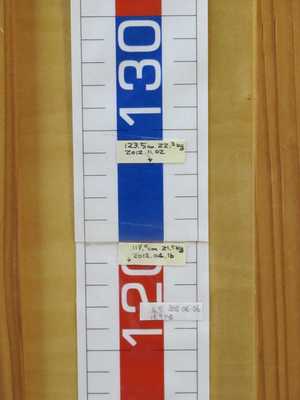 １２３．５