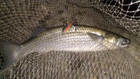 2012年の1st FISHも…