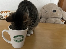 スーツケースCamp 究極ぷらん５