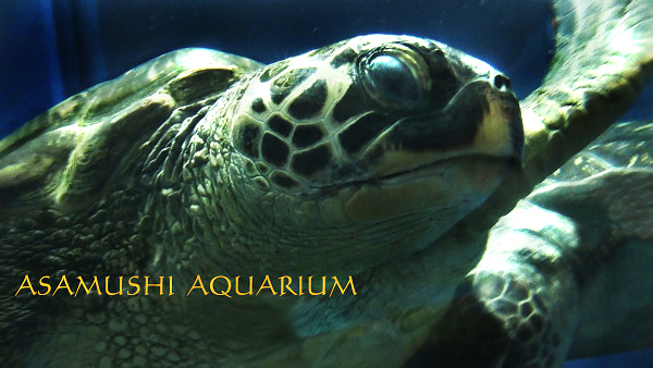 浅虫水族館海亀001