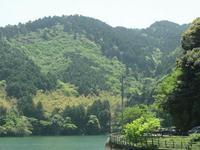 世界に有名な川内農園の藤