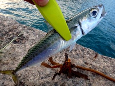 Sotobo Yellow Tail 2015 Part 1
