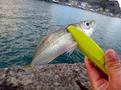 Sotobo Yellow Tail 2015 Part 1