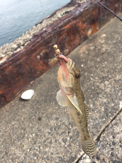 衣浦のチーバスと癒しの蒲郡西浦ハゼ釣り