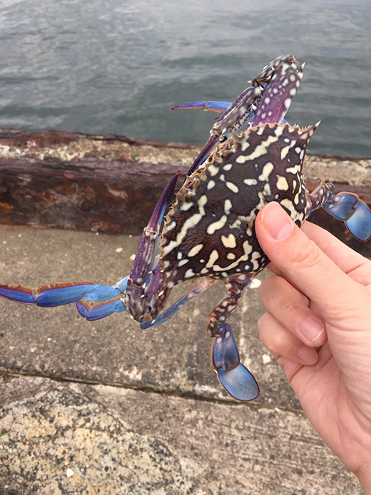 衣浦のチーバスと癒しの蒲郡西浦ハゼ釣り