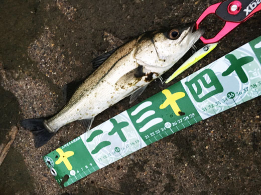 MIKAWA星魚's釣遊記:雨上がりの衣浦シーバス