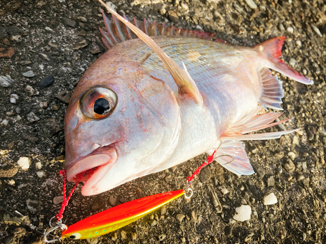 食う寝る遊ぶ生きる 徳島ショア真鯛 8