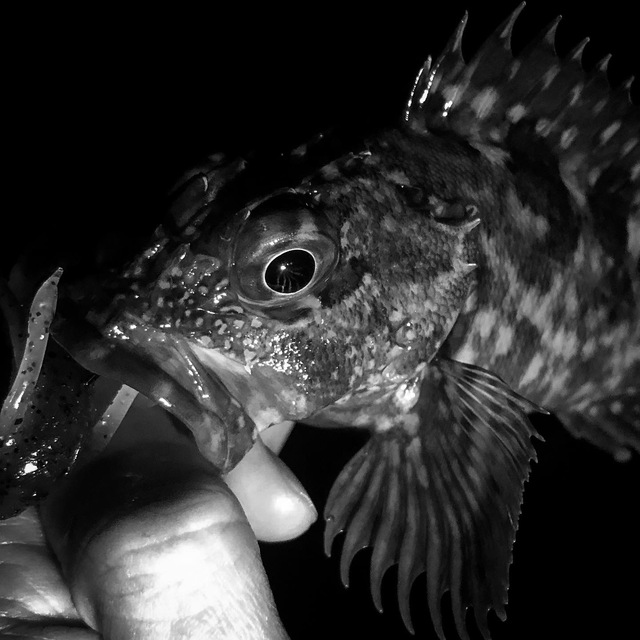 食う寝る遊ぶ生きる 徳島の癒しの釣り 8