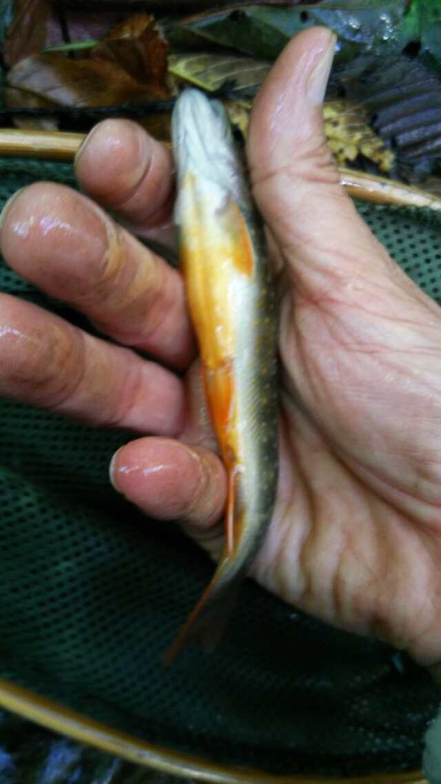 名栗川へGO!　赤腹イワナ