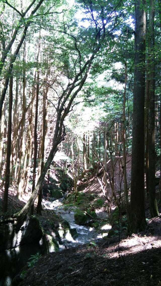 名栗川へGO!　赤腹イワナ