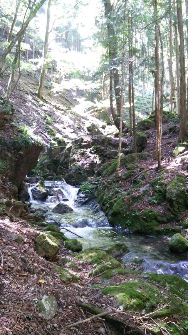 名栗川へGO!　赤腹イワナ
