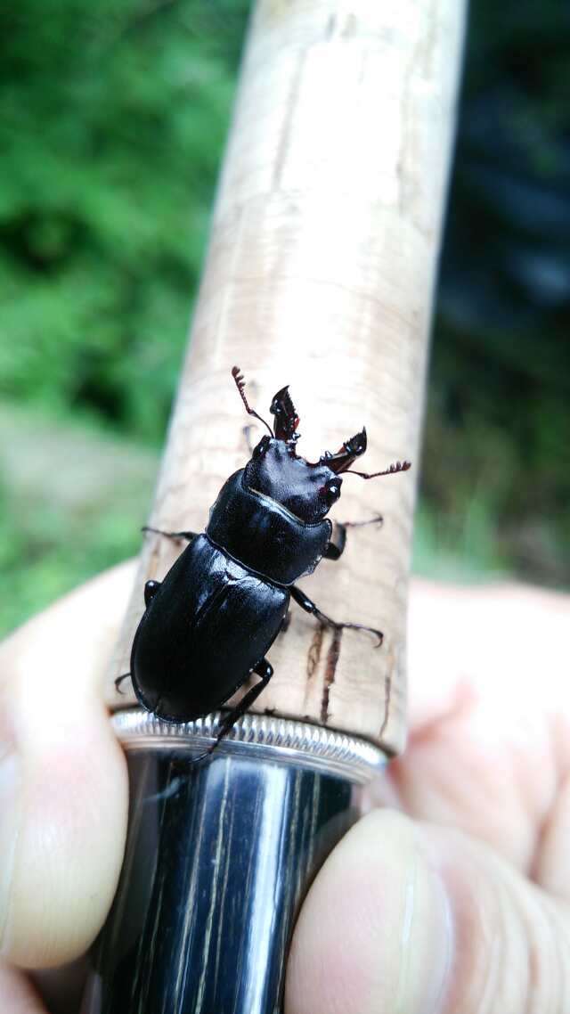 名栗川へGO!　赤腹イワナ
