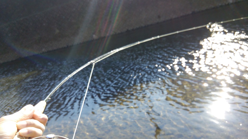 なぜか初釣りの写真が消えた？