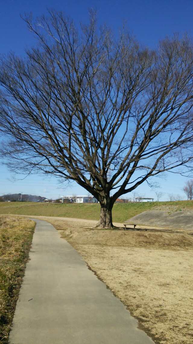 ボラはどこ？