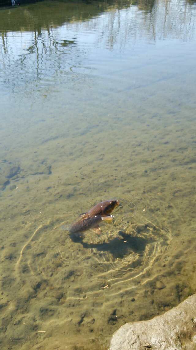 ボラはどこ？