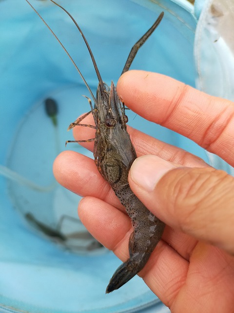 荒川へGO!　手長エビ