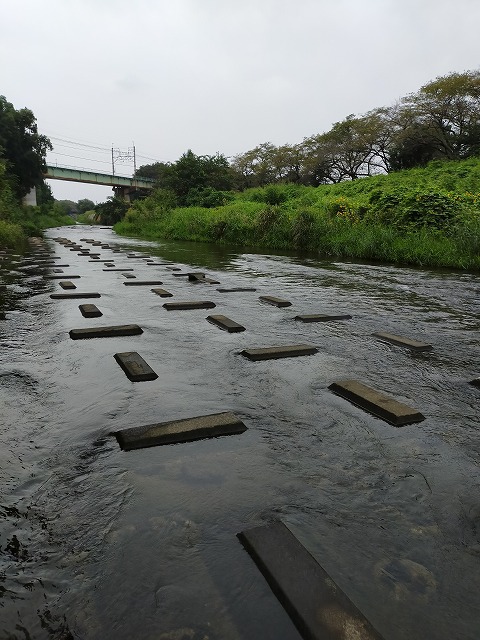 柳瀬川へGO!　友釣り