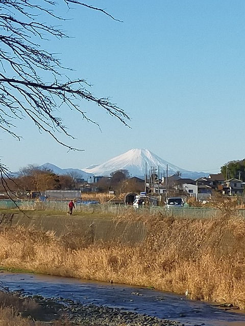 柳瀬川へGO!　オイカワ＆鯉　フライフィッシング