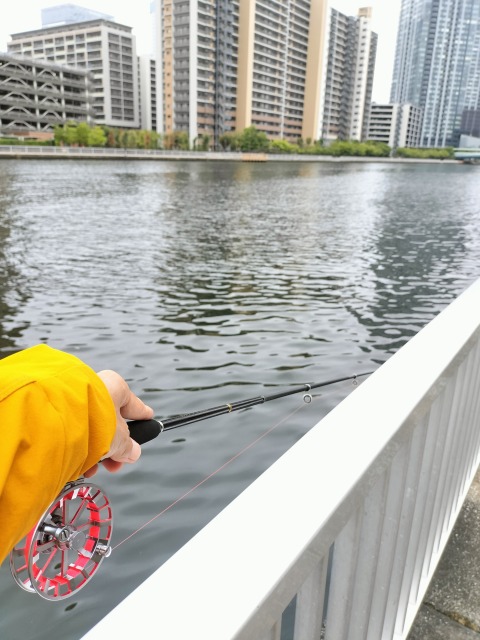 豊洲運河へGO!　へち釣り