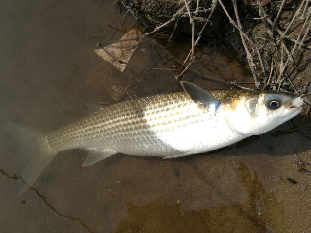 黒目川へGO!　今年も海から　お客さん