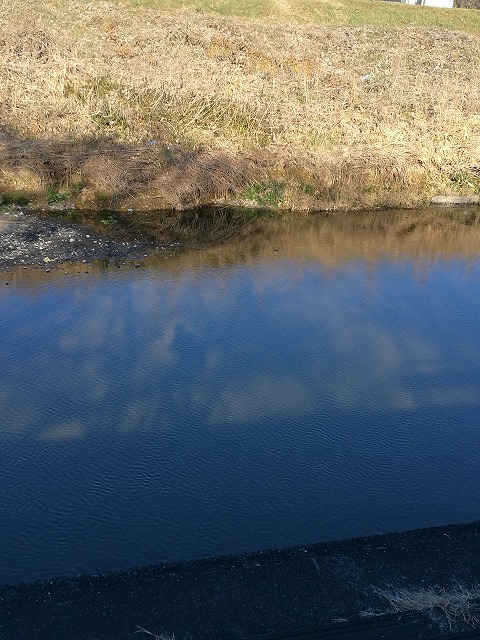 柳瀬川へGO!　oikawa　よく釣れました。