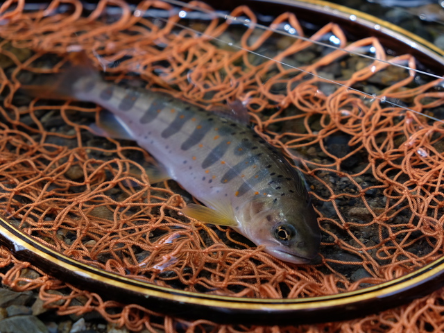 春の小さな渓で満足釣行