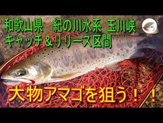 261匹目「和歌山県 紀の川水系 玉川峡C&Rエリアのアマゴを釣る。」