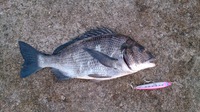 獲物は違えど・・・ 2014/06/15 23:14:23