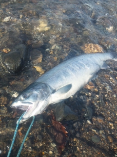 2015サケ釣り世界遺産その１