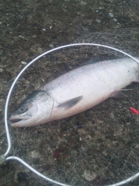2016サケ釣り1回目その２