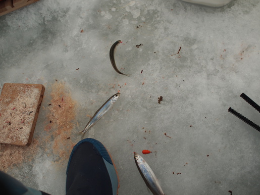 2016氷上釣り4回目その２