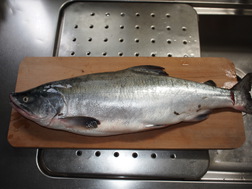 2016サケ釣り1回目その４
