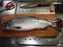 2016サケ釣り1回目その４