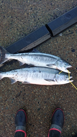2016サケ釣り6回目その１
